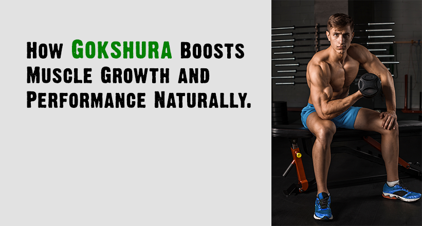 How Gokshura Boosts Muscle Growth and Performance Naturally.